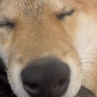 顔を寄せる犬
