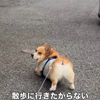 お尻がかわいいジノくん