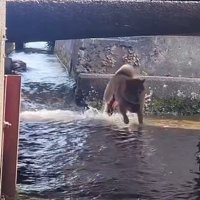 水路を走るわらびちゃん
