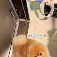 恨めしそうな顔のちょっちゃん