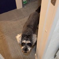 お風呂から出た時のポポちゃんの態度2