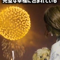 女性に抱っこされながら花火を見る犬