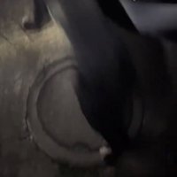 家に入る犬