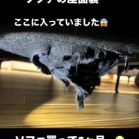 ソファ裏が大きく裂けた様子