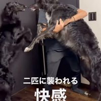 パパを取り合う2頭のボルゾイ