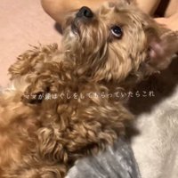 上を見る犬1