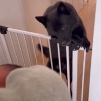 柵に前足を乗せて壁際に近づく犬