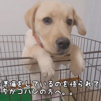サブレちゃんのごはんを準備中