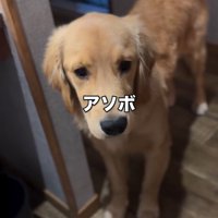 遊んでほしいロキくん