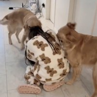 女性のパジャマを振り回すゴールデン