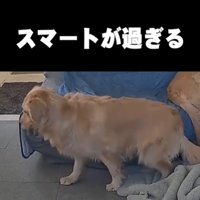 着地する犬