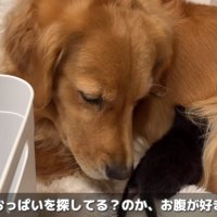 赤ちゃん猫も信頼を置いている