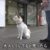再びお座りして待機