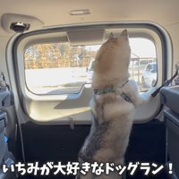 ドッグランに到着したいちみちゃん