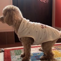 立ち上がって周囲を見る犬