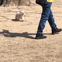 気づく犬1