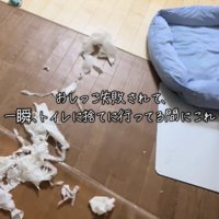 紙を巻き上げながら走り去る犬