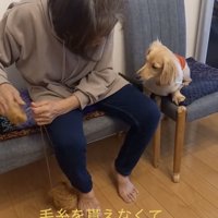 毛糸を巻き直すおばあちゃんを見つめる犬