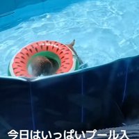 楽しそうに水中ウォーキング♪