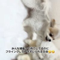 気まずそうなまるおちゃん