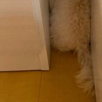 インターホンに驚いて…