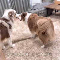 リーリエちゃん＆ガルチェロちゃん