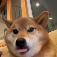 こたろう君の耳に触れた時の反応4