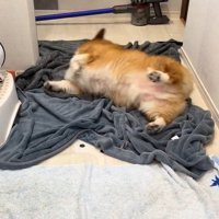 お風呂上がりのロイくん5