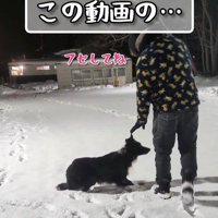 「フセして」と伝えたら…