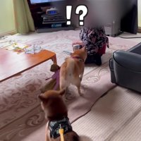 突然の訪問にビックリ！！