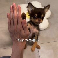 飼い主から少し離れた位置で前足を上げる子犬