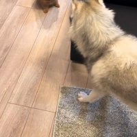 小型犬と遊ぶ大型犬