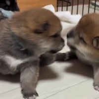 まだまだあどけないワンプロ