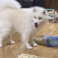 家族に一喝するこはくちゃん