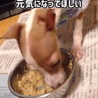 とらきち君のビフォーアフター6