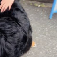 なでられている犬の背中