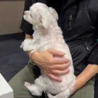 お膝に乗ったら静かに