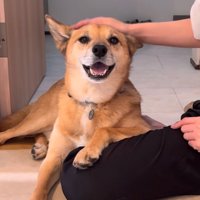 頭を撫でられる犬