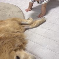犬のそばで踏ん張る赤ちゃん