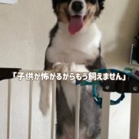 立ち上がる犬