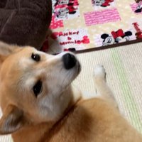 構ってほしそうにじーっ