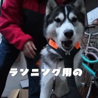 飼い主にハーネスを着けられる若いハスキー犬