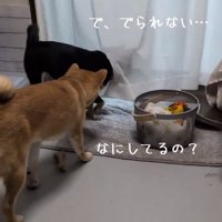 困ったあずきちゃん