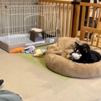 ブラッシングしたら…