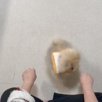 右手に向かう犬