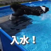 プールに飛び込むコナくん