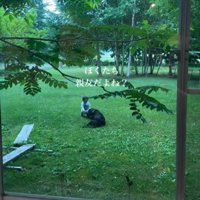 赤ちゃんと黒い犬1