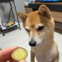 豆柴