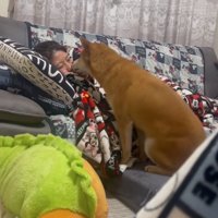 顔を近づける柴犬