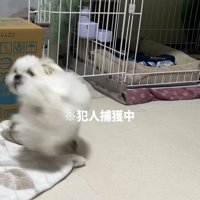 おしりを追いかける小型犬